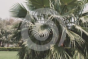 Exotic palm tree in a garden