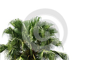Exotic Palm Tree on White Background