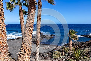Exotic palm trees with a panoramic view on the beach next to Santa Barbara Gold club near Golf del Sur, Tenerife, Canary Islands photo