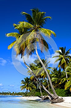Exotic palms on sandy Caribbean beach photo