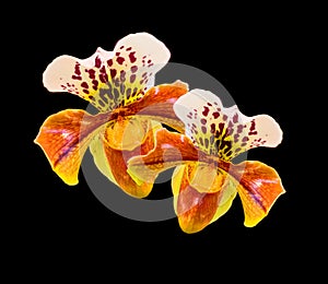 Exotic Paphiopedilum exul blooms over black background, orchid flowers, greeting card