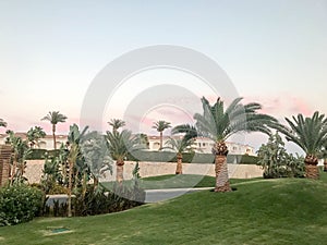 Exotic paradise trees, plants, tropical southern large palm trees with large green leaves and strong strong trunks in arid dry hot