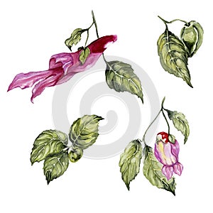 Exotic parrot flower Impatiens psittacina isolated on white background. Beautiful tropical floral set parrot flower, bud and