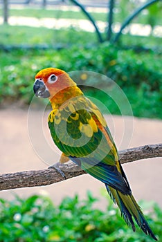 Colorful parrot on perch on a blurred background in summer day photo
