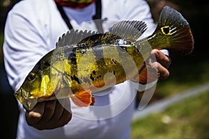 Exotic Peacock Bass