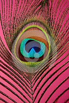 Exotic peacock feather, closeup on colored background