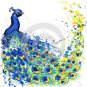 Exotic peacock T-shirt graphics. peacock illustration with splash watercolor textured background. unusual illustration watercolor