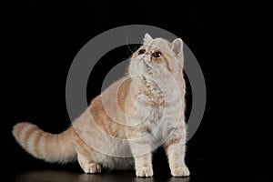 Exotic Persian cat on black background domestic animal