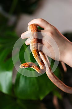 Exotic Pet Corn Snake