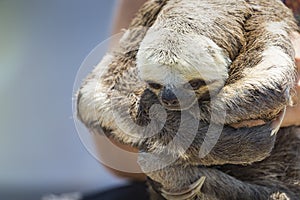 Exotic pet, a Pale-throated Sloth (Bradypus tridactylus) photo