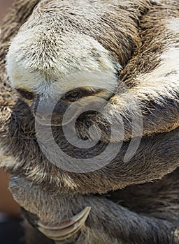 Exotic pet, a Pale-throated Sloth (Bradypus tridactylus) photo