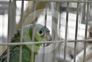 Exotic pet parrot is locked behind gate