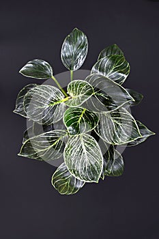 Exotic `Philodendron Birkin` plant with beautiful white line patterns on dark green leaves on black background