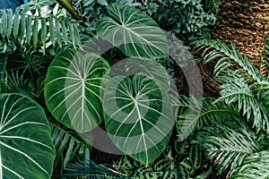 Exotic Philodendron Gloriosum at Glasgow Botanical Gardens