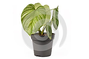 Exotic `Philodendron Mamei Silver Cloud` houseplant with with silver pattern in flower pot on white background