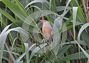 exotic photo male little bittern