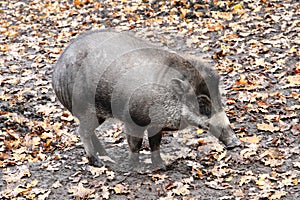 exotic pig from jungle (Sus cebifrons)