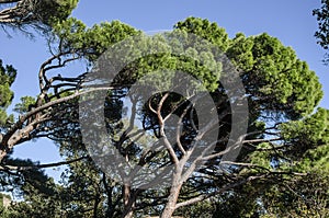 Exotic pine trees in the Alupka park