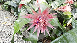 Exotic pink aechemea acmea flower in a tropical botanical garden landscape design. Close up photo of Aechemea fasciata ACMEA  for