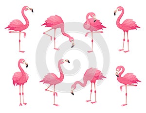 Exotic pink flamingos birds. Flamingo with rose feathers stand on one leg. Rosy plumage flam bird cartoon vector