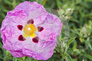 Exotic pink flower