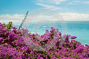 Exotic pink flowers and sea