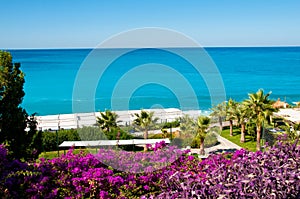 Exotic pink flowers and sea