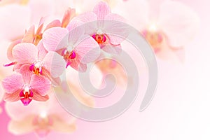 Exotic pink orchid flowers on blurred background