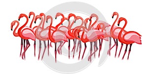 Exotic pink purple flamingo birds crowd group gathering flamboyance photo