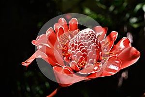 Exotic pink/red flower from Brasil