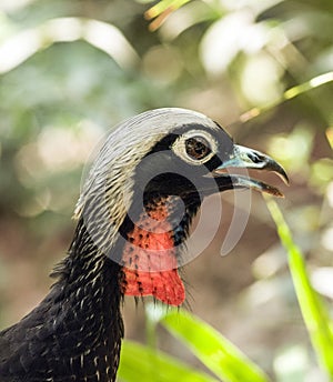 Exotic Piping-Guan Bird