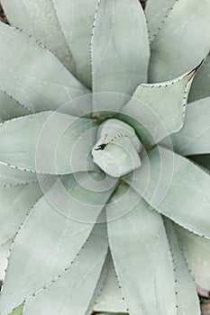 Exotic plant Agave americana Latifolia