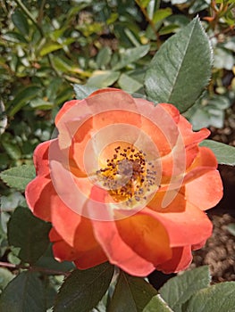 Exotic and beautiful garden with full of flowers orange rose photo