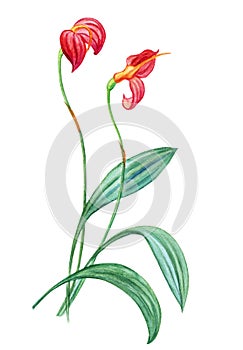 Exotic plant orchid masdevallia ignea, botanical drawing photo