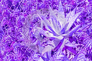 Exotic plant palm leaves close up in duo purple blue gradient tone in vibrant trendy colors. Concept fashion art. Minimal