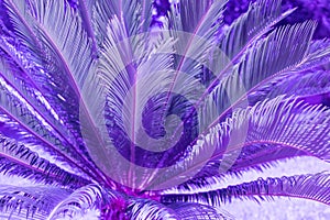 Exotic plant palm leaves close up in duo purple blue gradient tone in vibrant trendy colors. Concept fashion art. Minimal