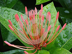 Exotic plant with red flowers