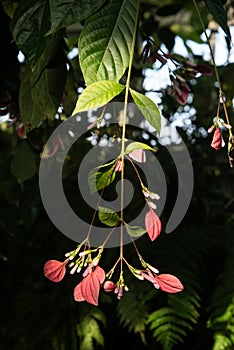 Exotic plant with red and green petals hanging vertically