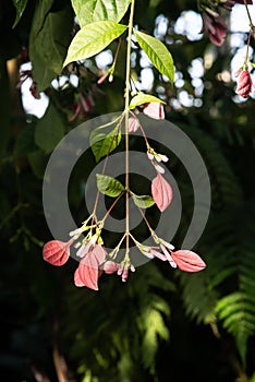 Exotic plant with red and green petals hanging vertically