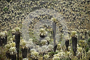 Exotic plants of the Andes