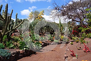 Exotic plants in botanical garden in Fuerteventura island