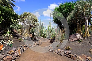 Exotic plants in botanical garden in Fuerteventura island