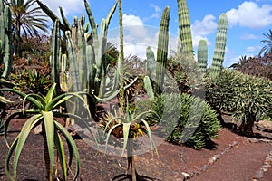 Exotic plants in botanical garden in Fuerteventura island