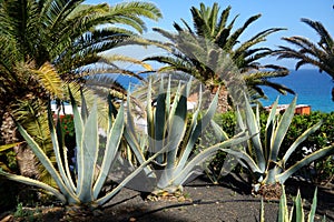 Exotic plants in botanical garden in Fuerteventura island