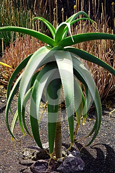 Exotic plants in botanical garden in Fuerteventura island