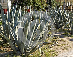 Exotic plants. cactus park.