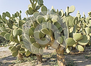 Exotic plants. cactus park.
