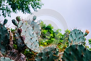 Exotic plants, close-up Cactus Opuntia paraguayensis.