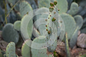 Exotic plants. Close-up of a prickly cactus