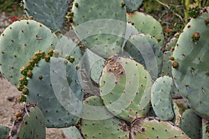 Exotic plants. Close-up of a prickly cactus